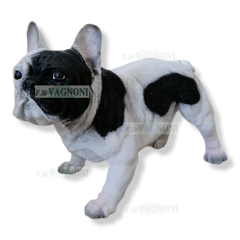 STATUA CANE BULLDOG BOULEDOGUE FRANCESE IN RESINA CM.22X50X32 H.